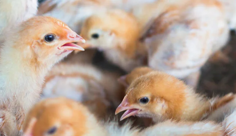 La gripe aviar preocupa a la Ciencia 