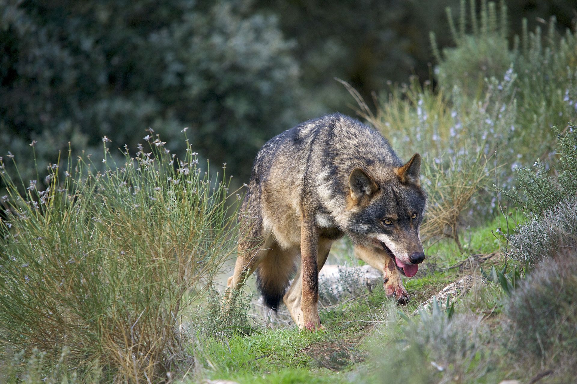 Situación del lobo ibérico en España 