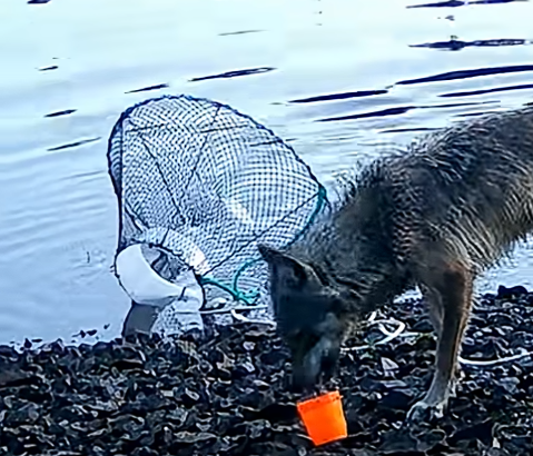 Lobos que no usan herramientas (pero casi)